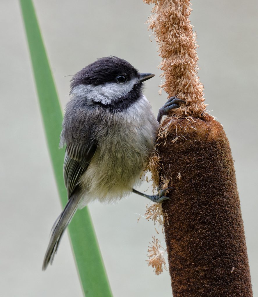 Photo By: John Whitehead